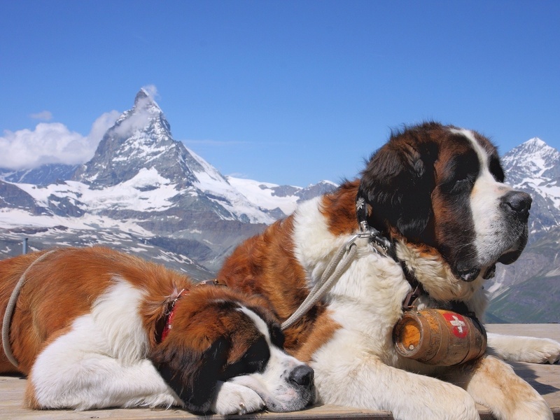 Two Saint Bernards at rest with the Matterhorn in the background
